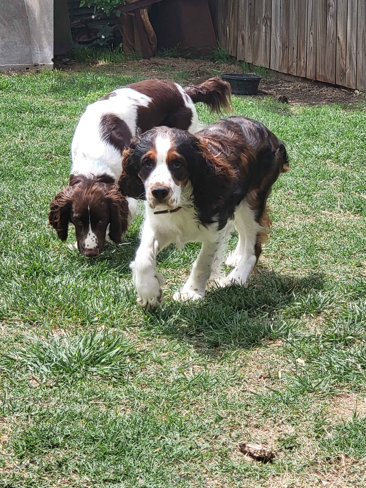 English Springer Spaniel Puppies breeder image 20