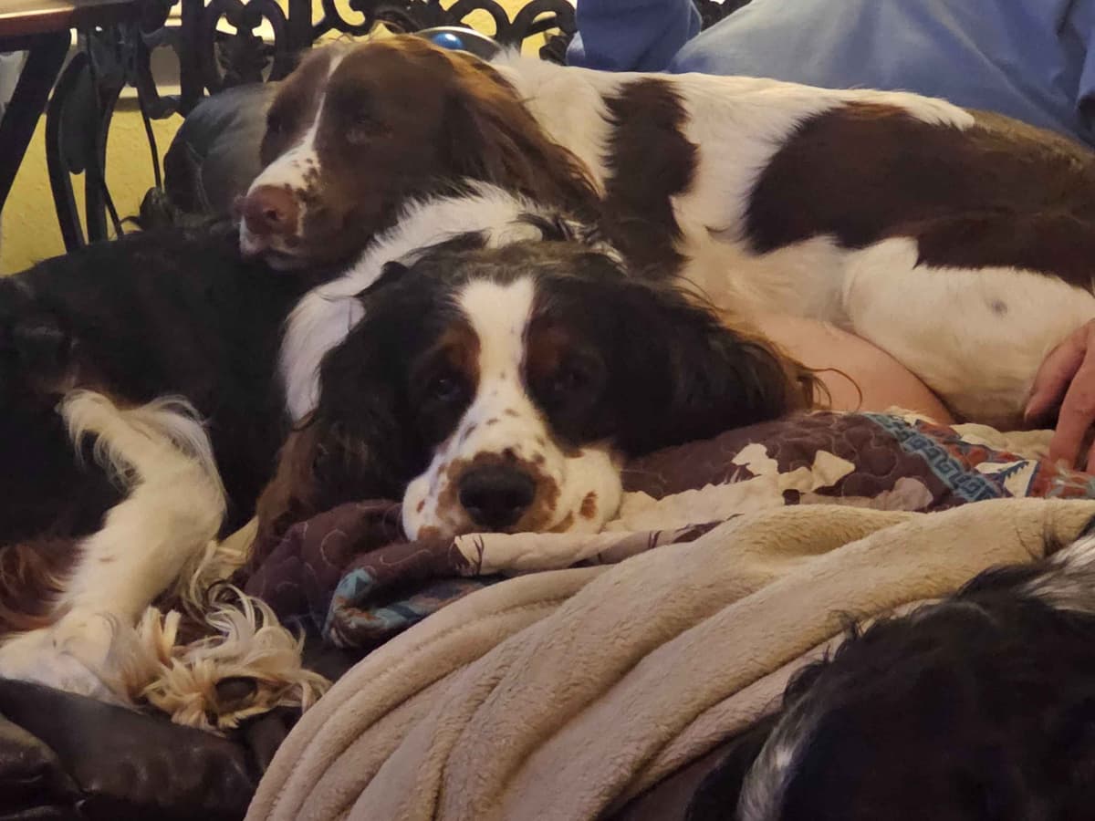 English Springer Spaniel Puppies breeder image 22