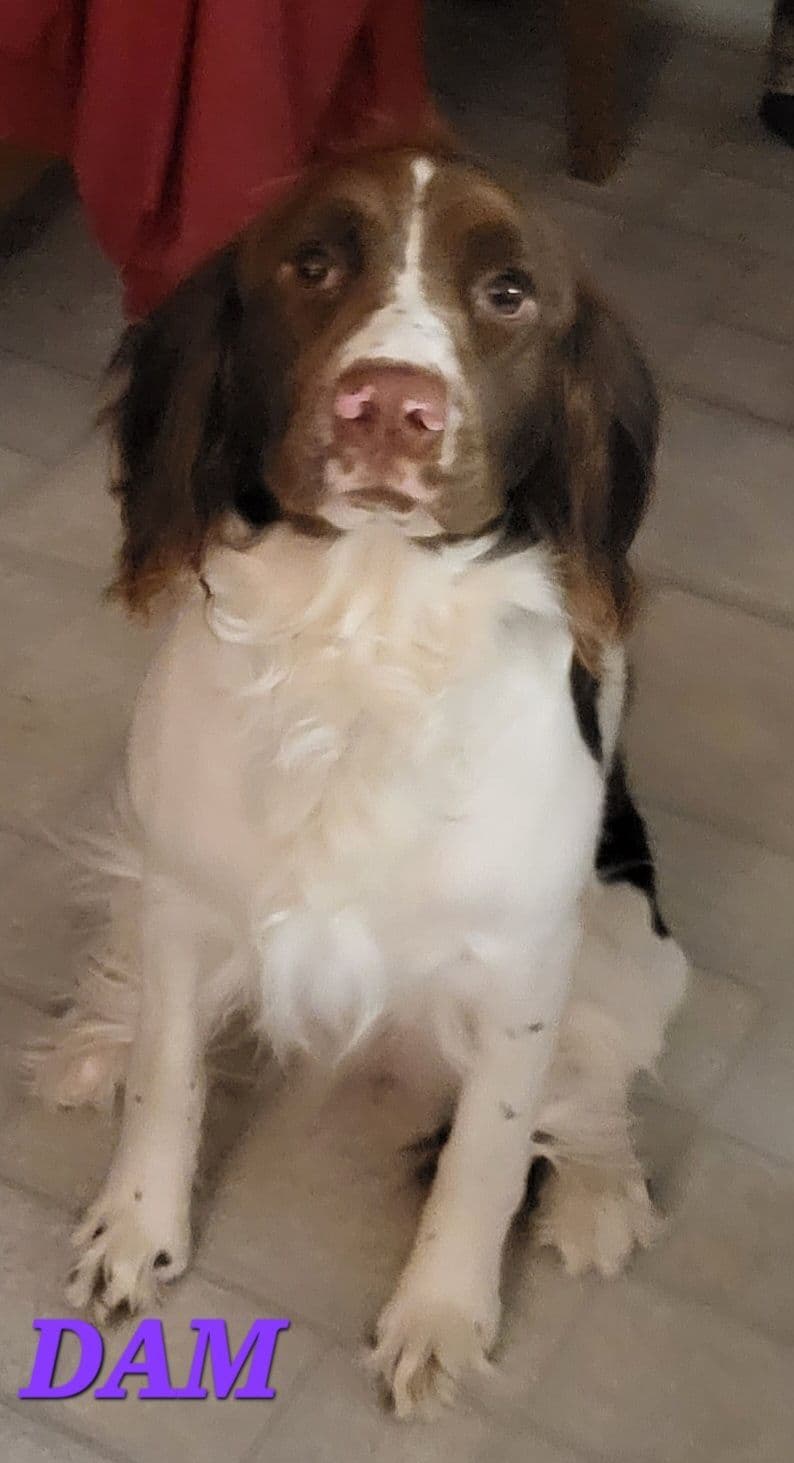 English Springer Spaniel Puppies breeder image 21