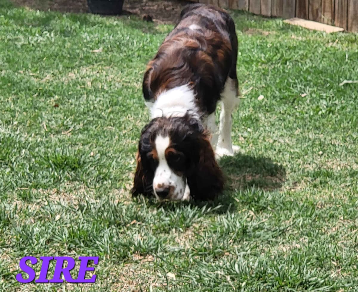 English Springer Spaniel Puppies breeder image 23