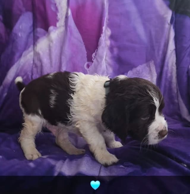 English Springer Spaniel Puppies media 4