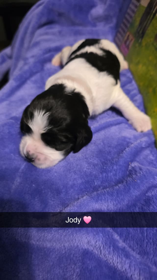 English Springer Spaniel Puppies media 6