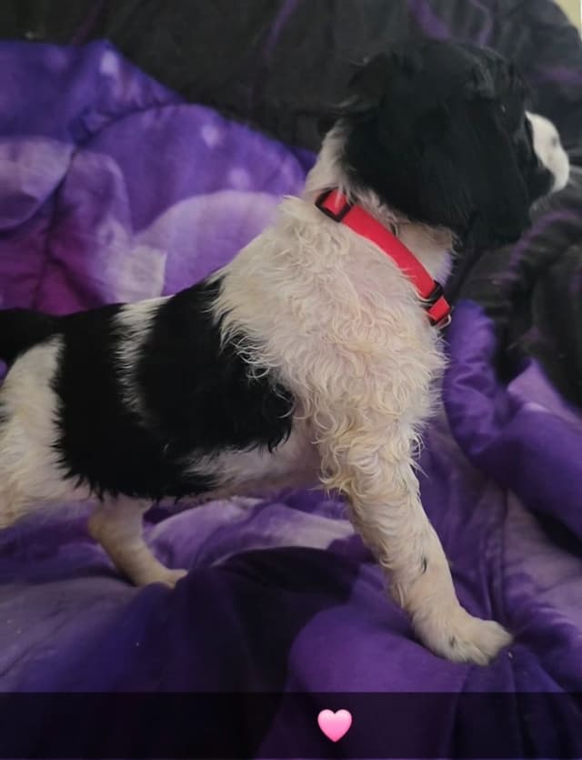 English Springer Spaniel Puppies media 5
