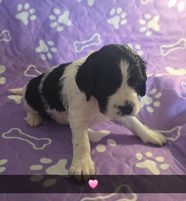 English Springer Spaniel Puppies media 7