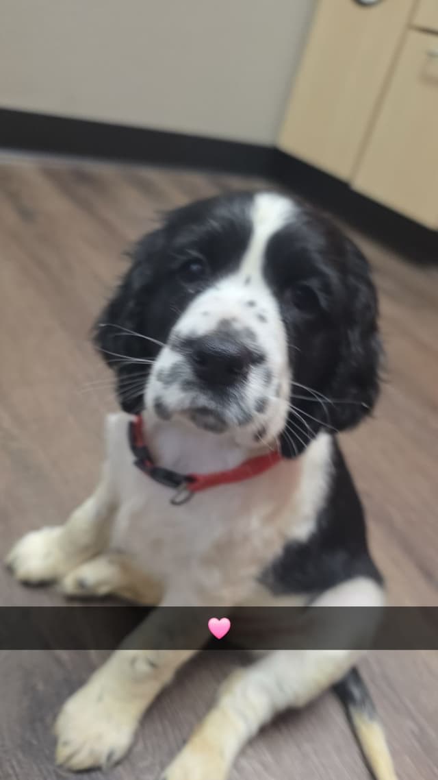 English Springer Spaniel Puppies media 9
