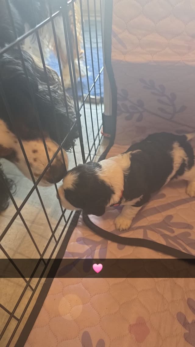 English Springer Spaniel Puppies media 8