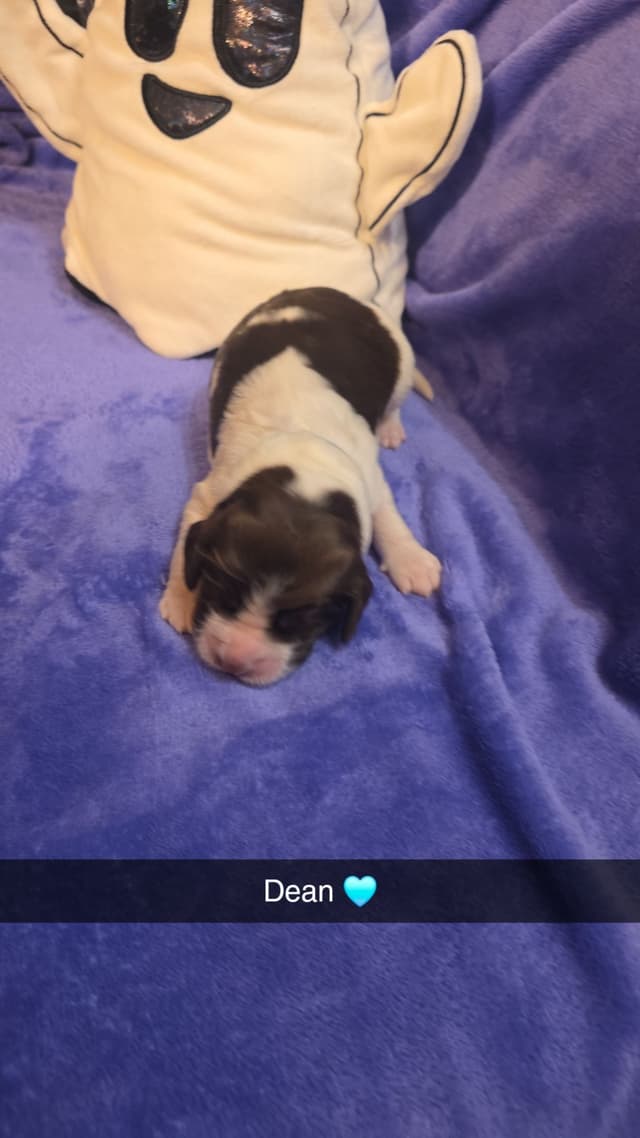 English Springer Spaniel Puppies media 10