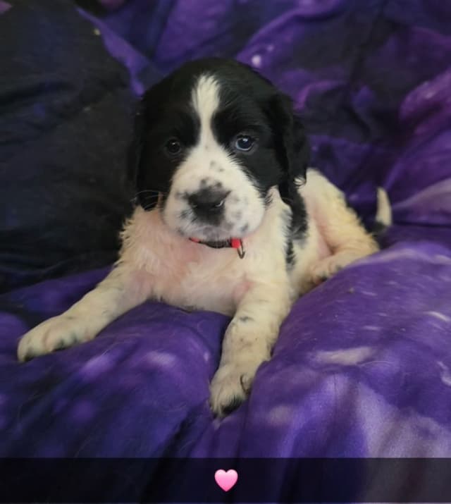 English Springer Spaniel Puppies media 11