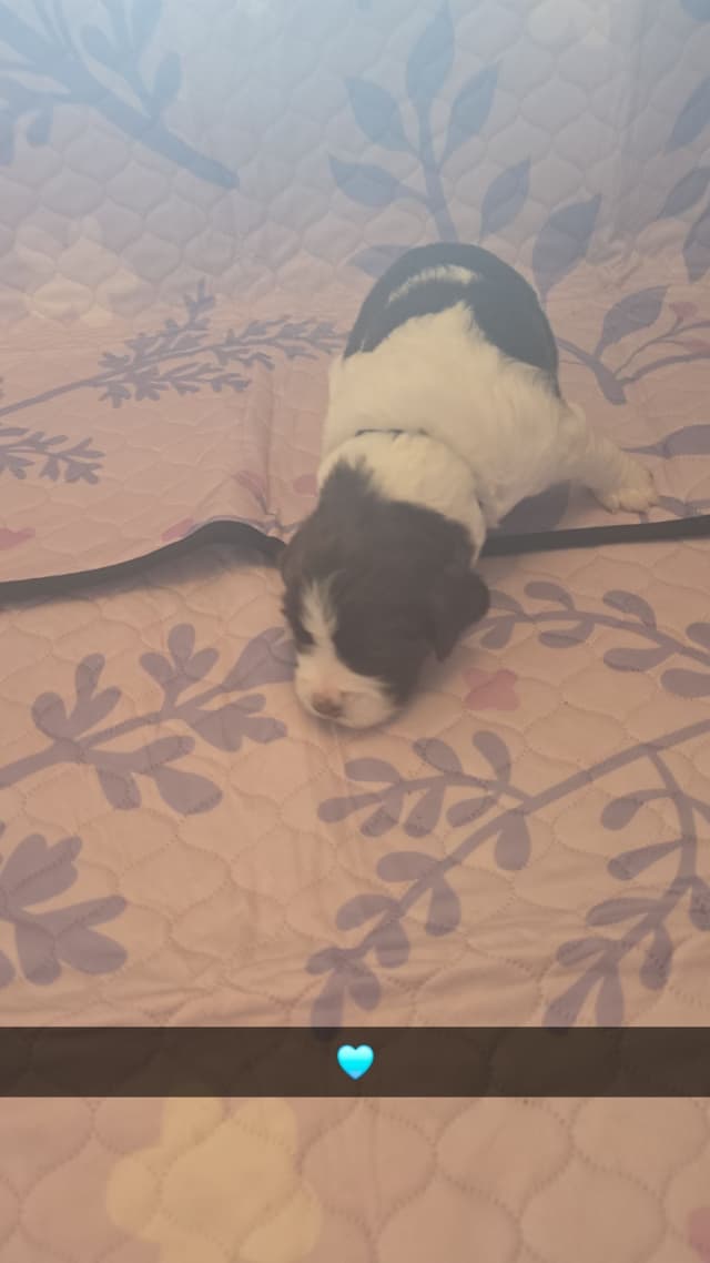 English Springer Spaniel Puppies media 14