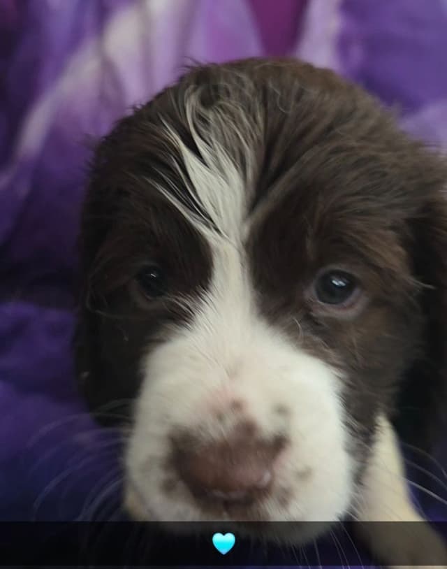 English Springer Spaniel Puppies media 15