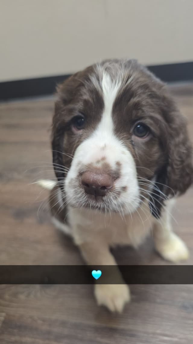 English Springer Spaniel Puppies media 13