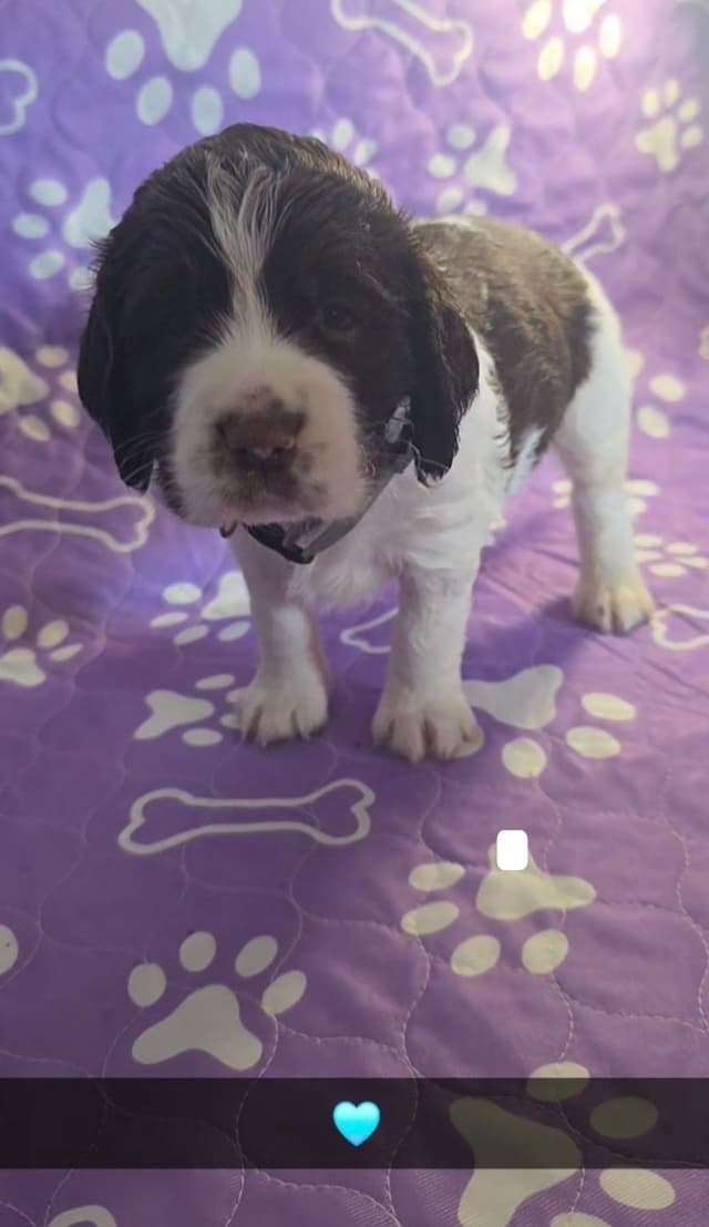 English Springer Spaniel Puppies media 12