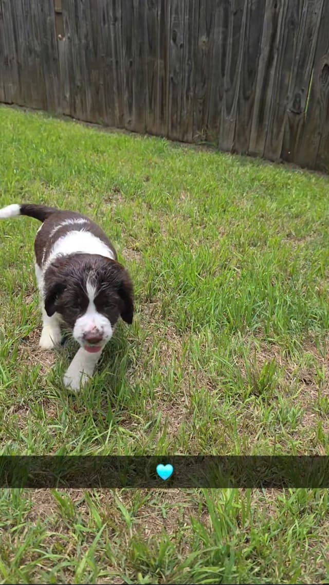 English Springer Spaniel Puppies media 16