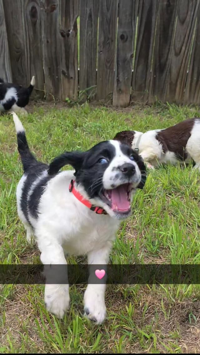 English Springer Spaniel Puppies media 17
