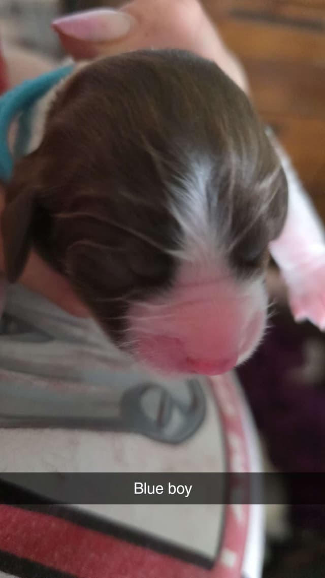 English Springer Spaniel Puppies media 18