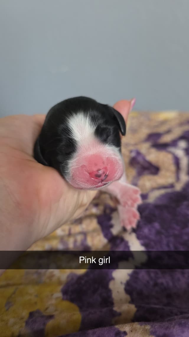 English Springer Spaniel Puppies media 19