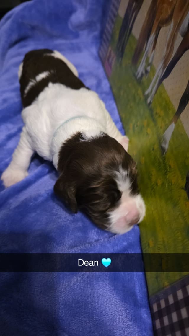 English Springer Spaniel Puppies media 22