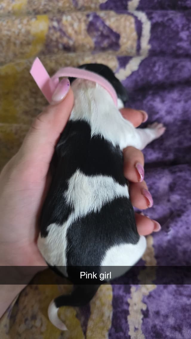 English Springer Spaniel Puppies media 20
