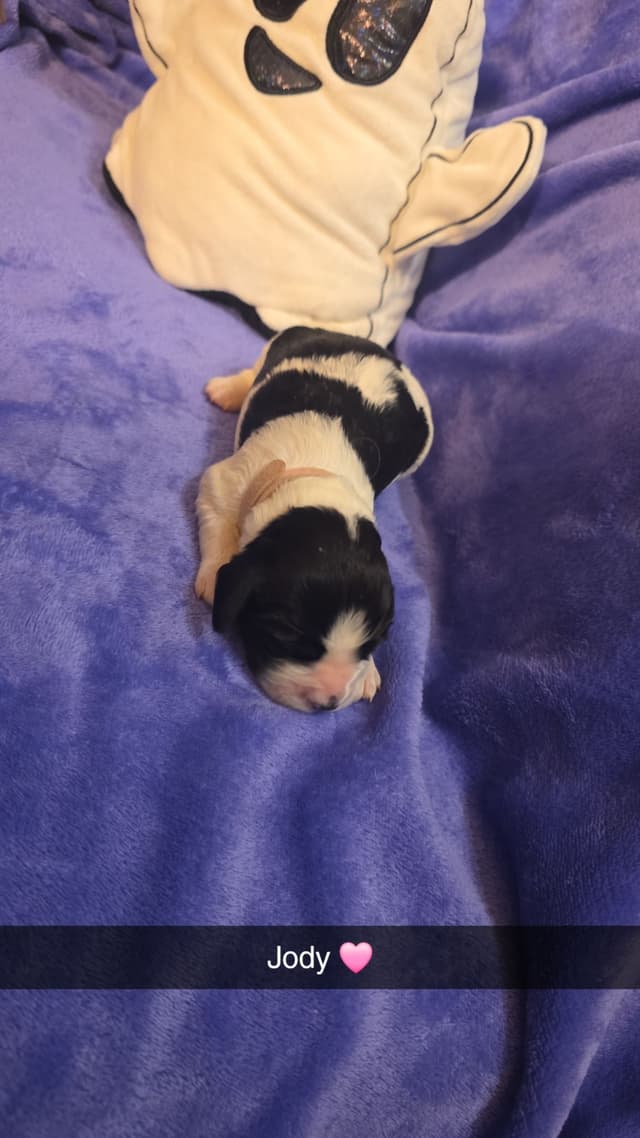 English Springer Spaniel Puppies media 23