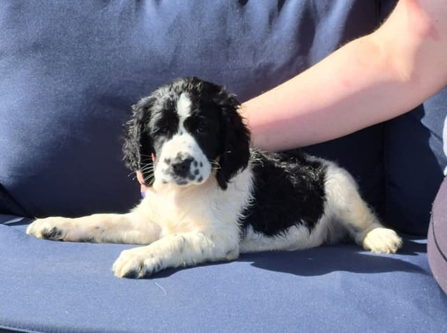 English Springer Spaniel Puppies media 2