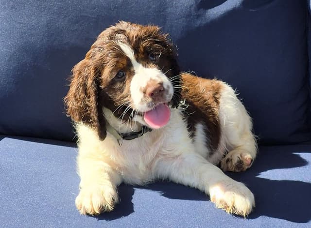 English Springer Spaniel Puppies media 3