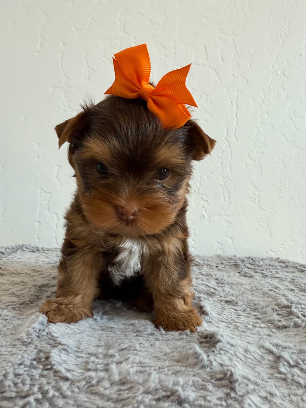 Yorkshire Terrier Puppies breeder image 2