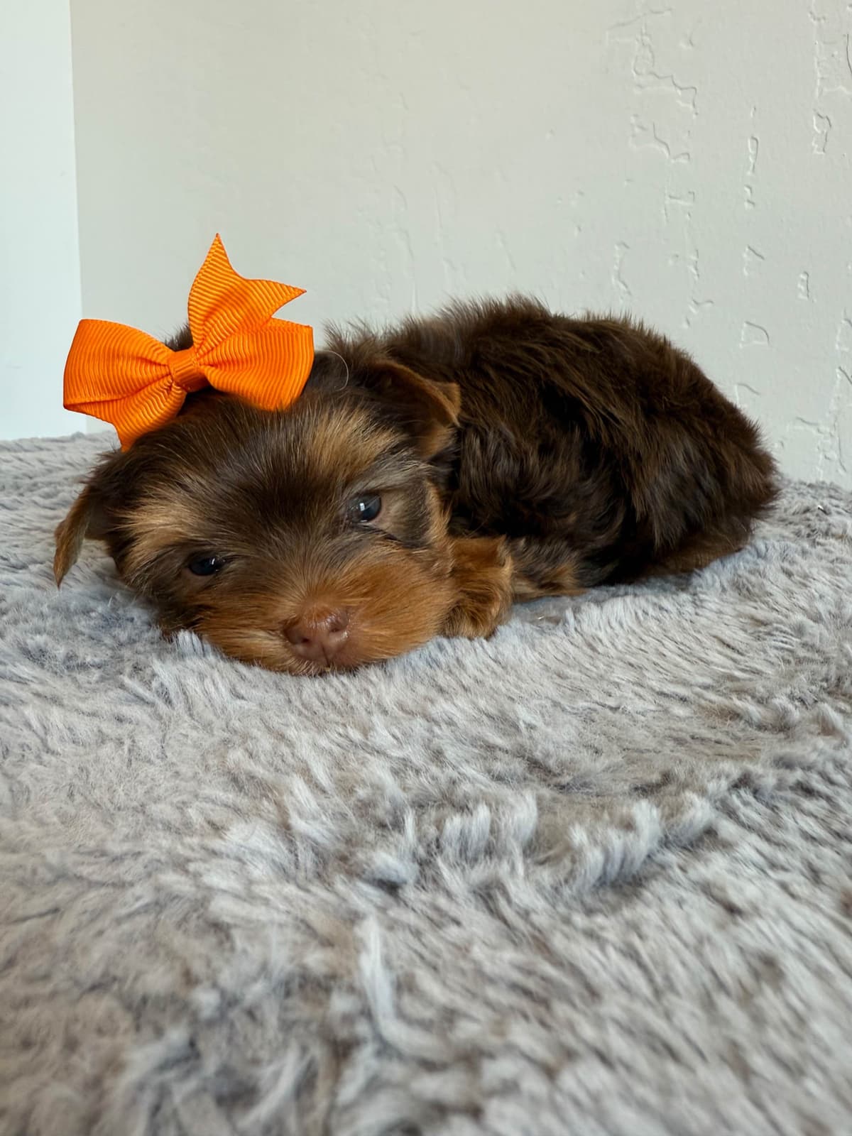 Yorkshire Terrier Puppies breeder image 3