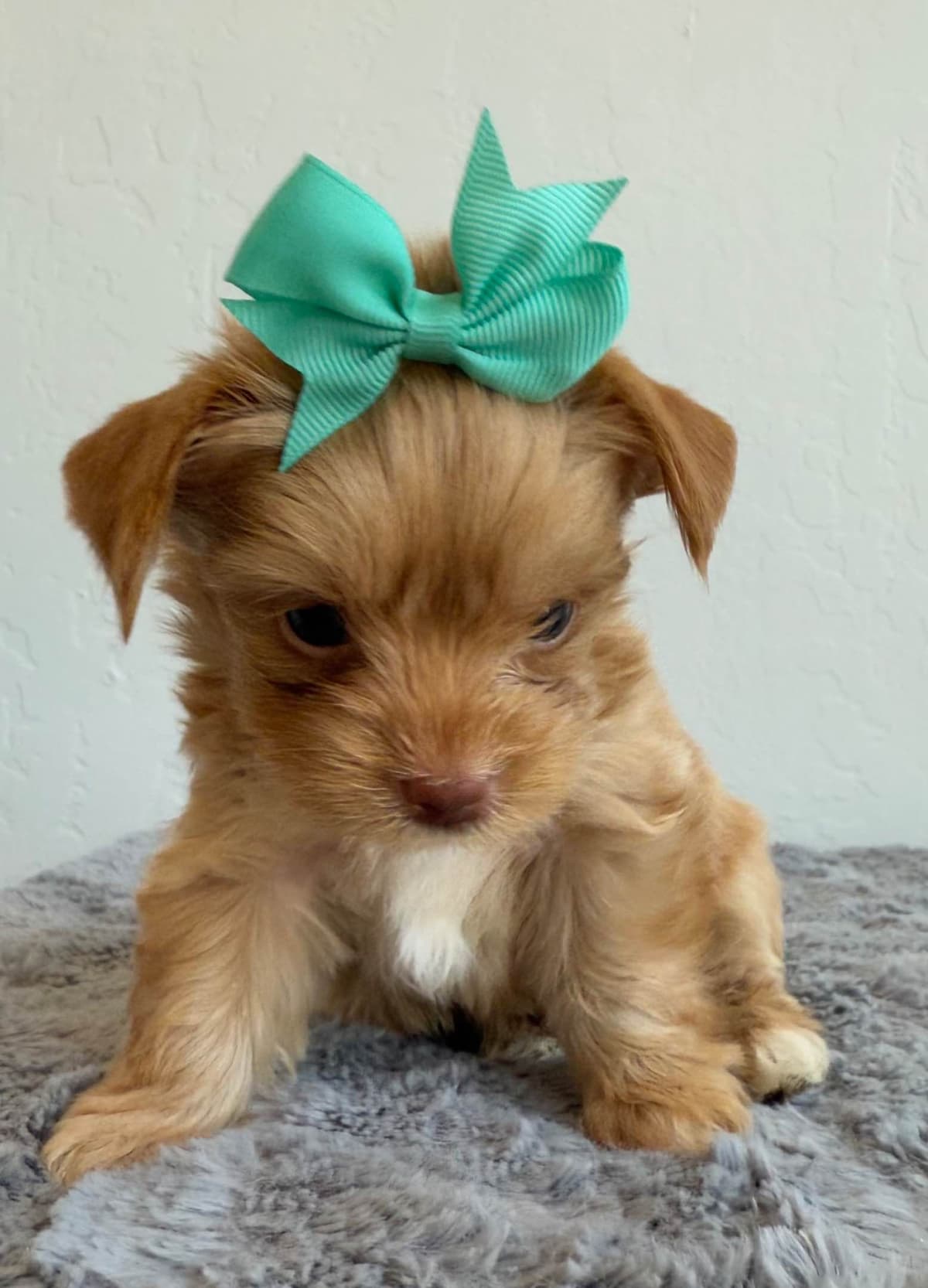 Yorkshire Terrier Puppies breeder image 4