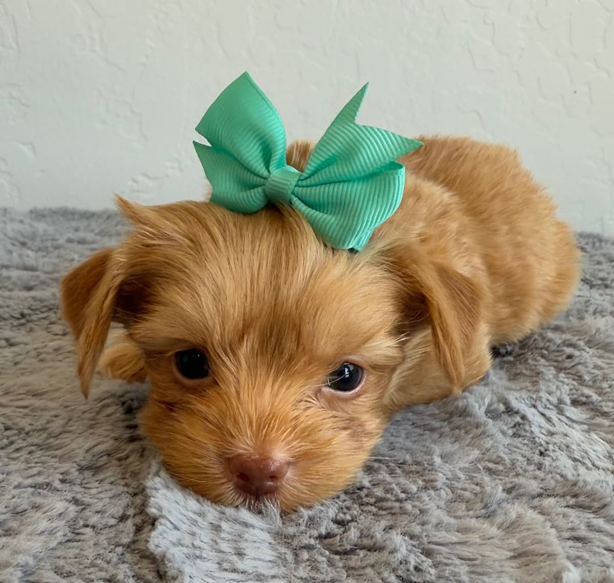 Yorkshire Terrier Puppies breeder image 5