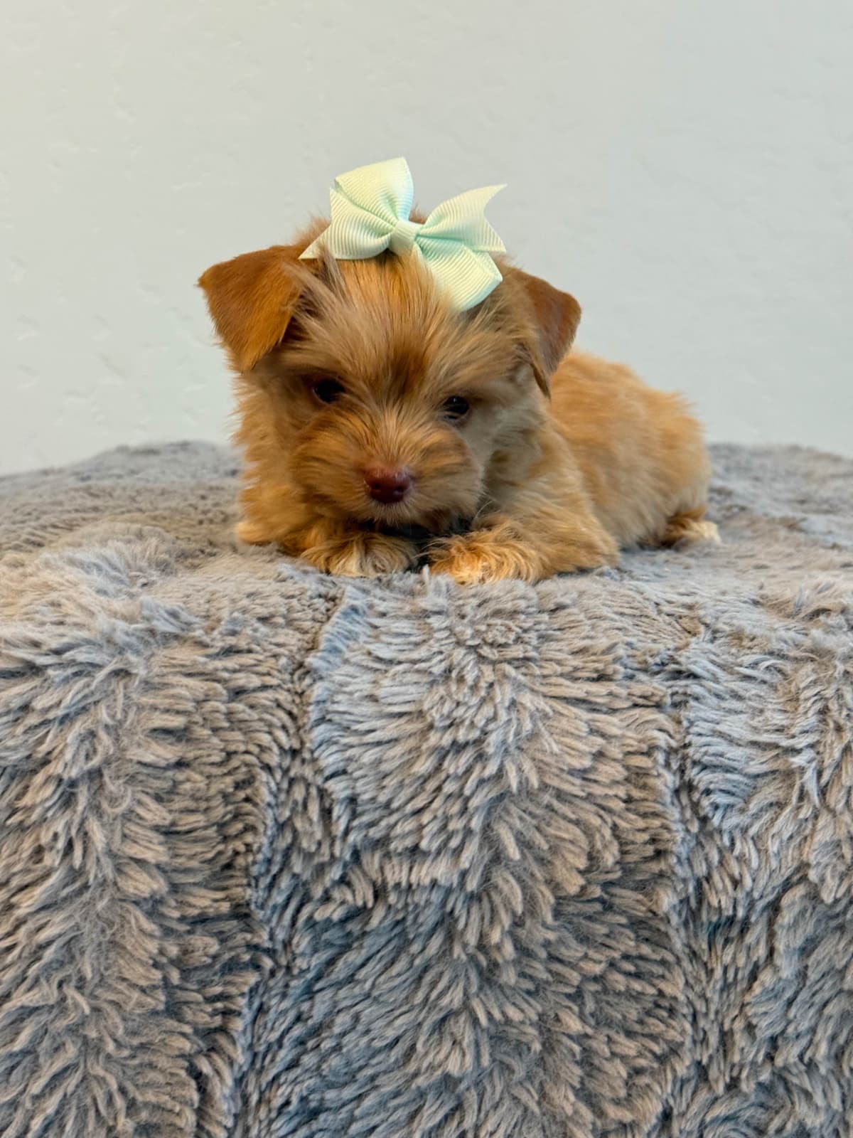 Yorkshire Terrier Puppies breeder image 6