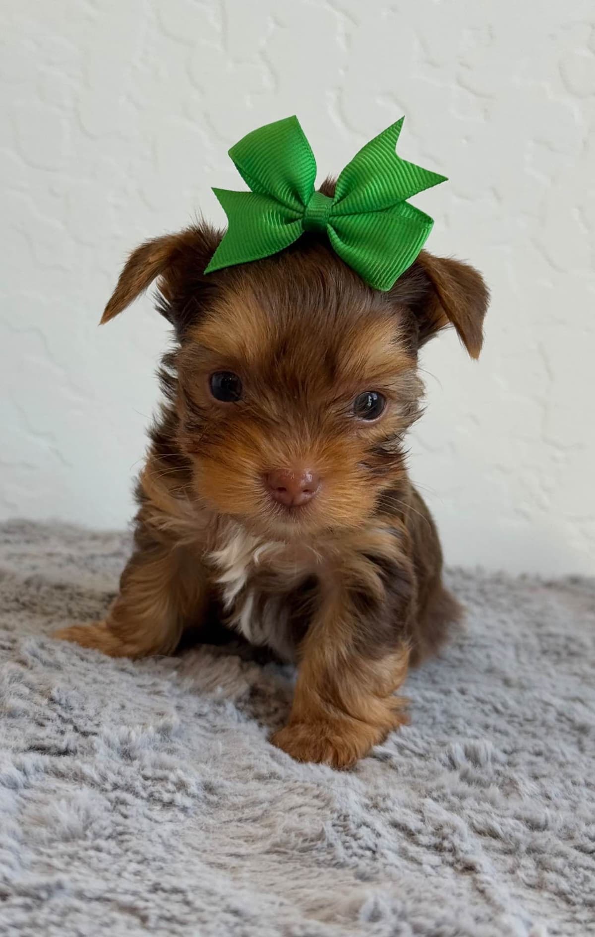 Yorkshire Terrier Puppies breeder image 7