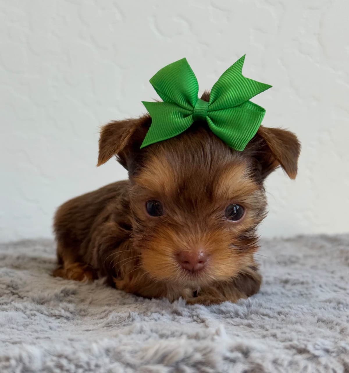 Yorkshire Terrier Puppies breeder image 8