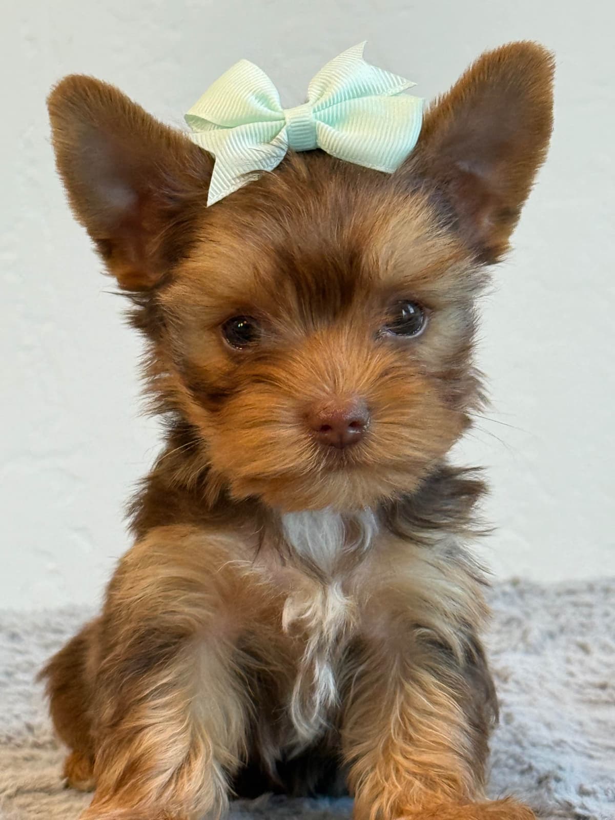 Yorkshire Terrier Puppies breeder image 9