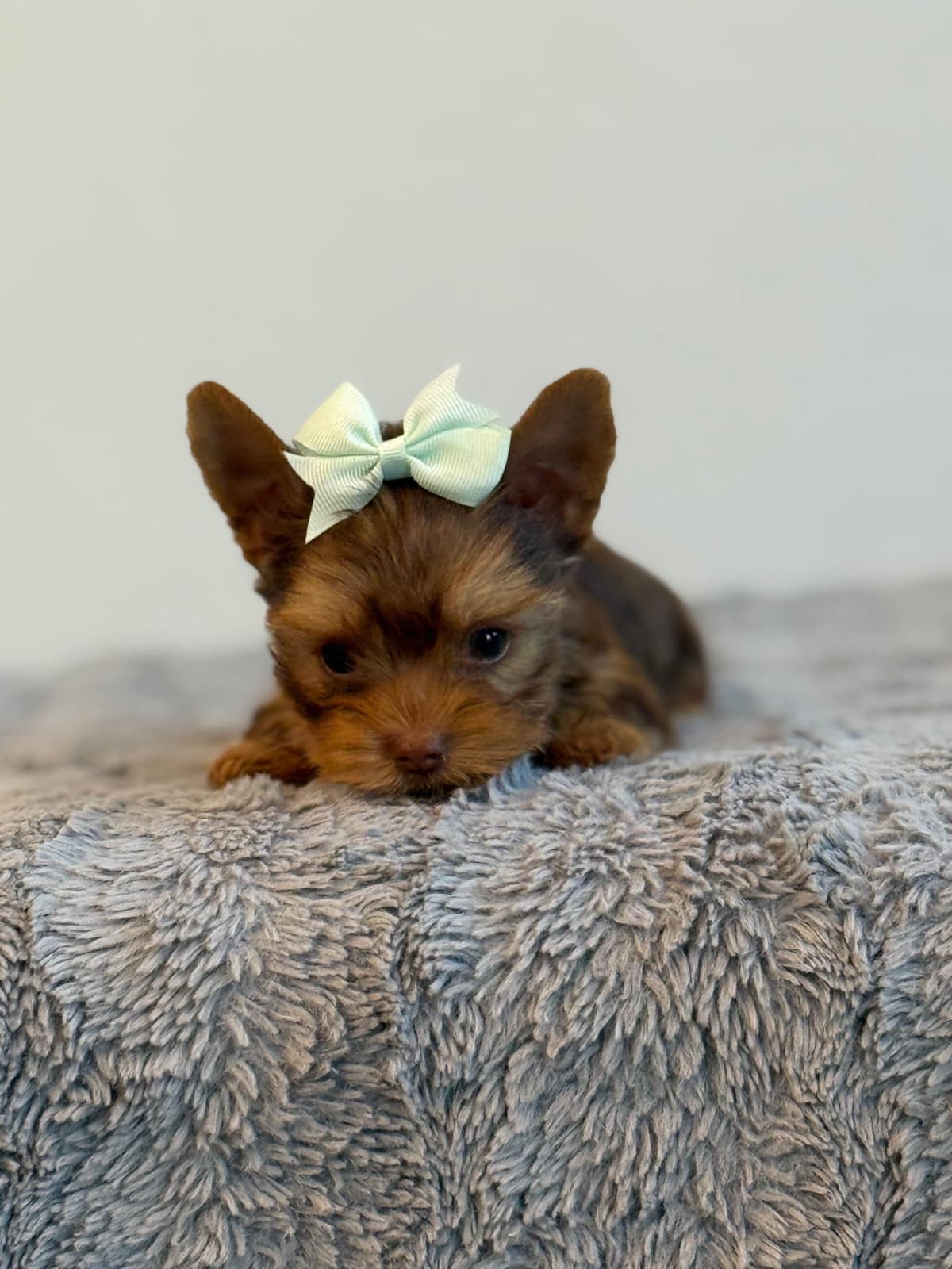 Yorkshire Terrier Puppies breeder image 10