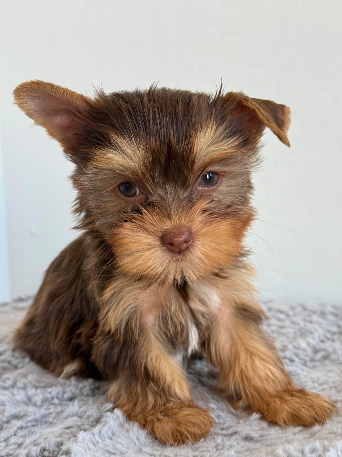 Yorkshire Terrier Puppies breeder image 11