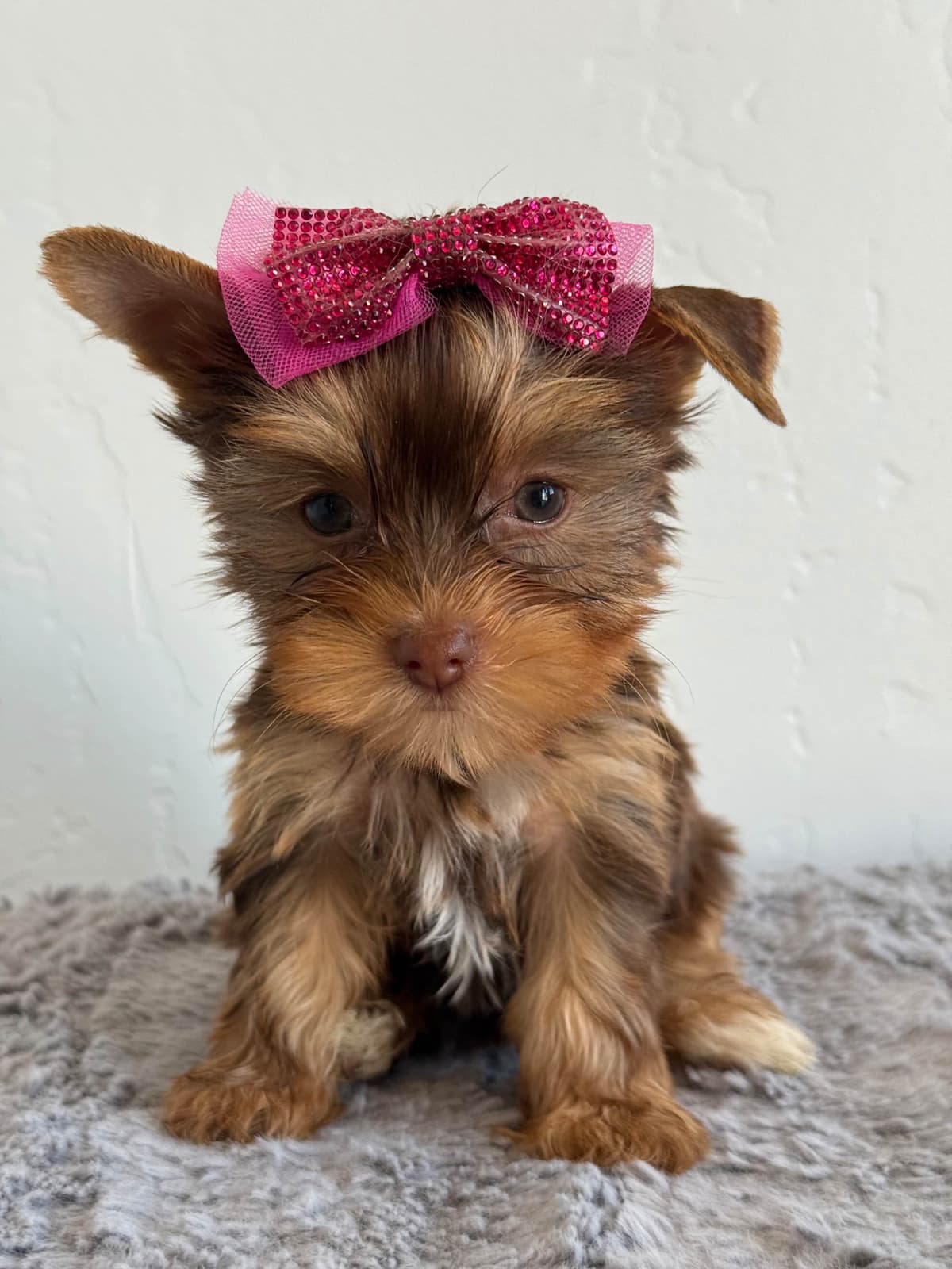 Yorkshire Terrier Puppies breeder image 12