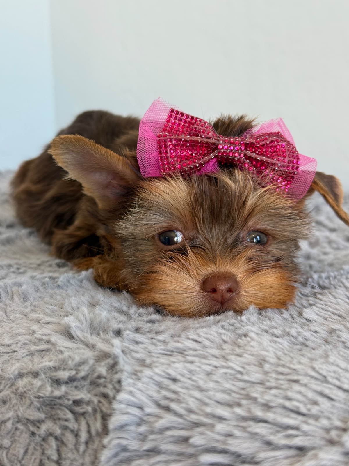 Yorkshire Terrier Puppies breeder image 13