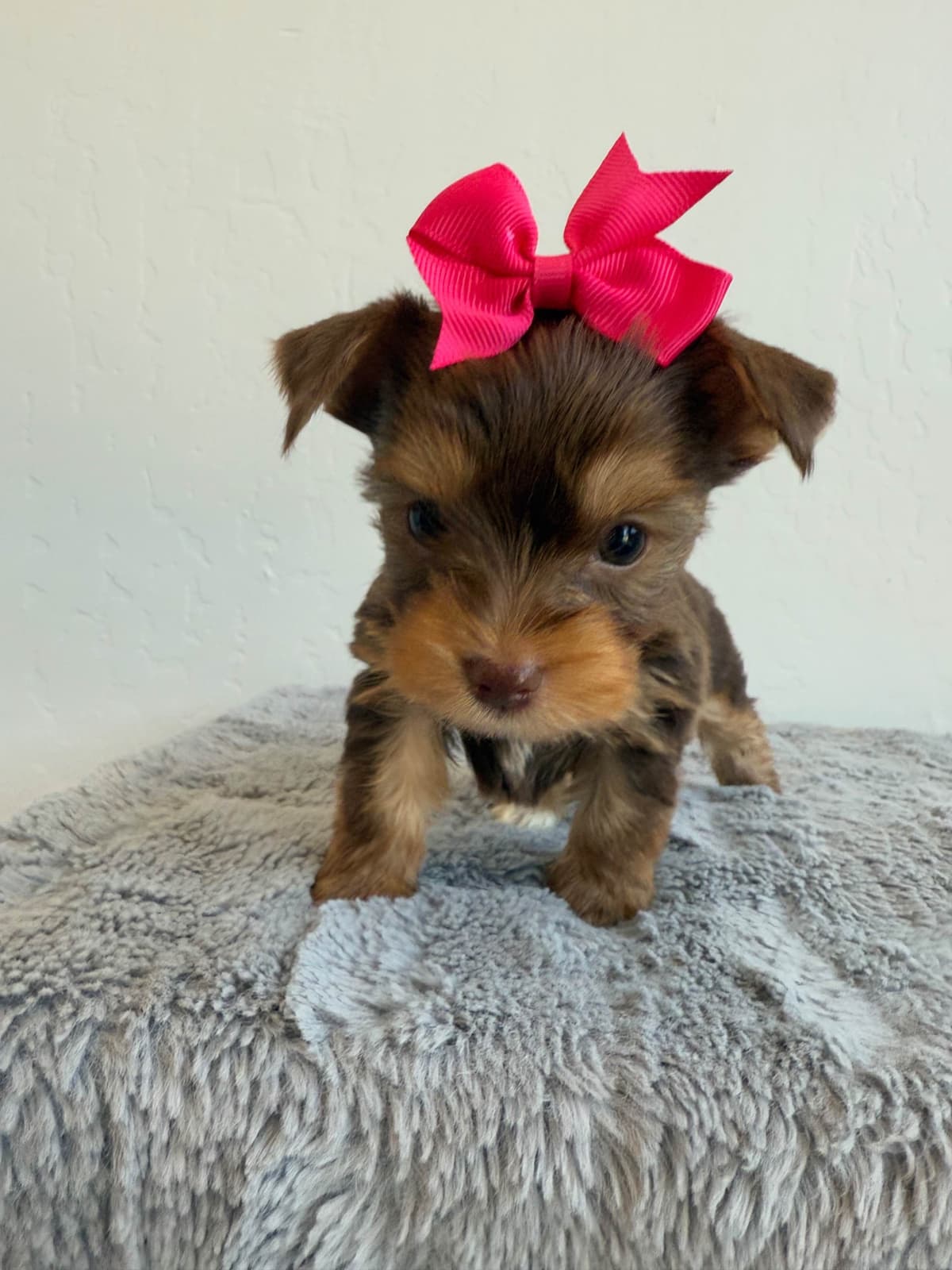 Yorkshire Terrier Puppies breeder image 14