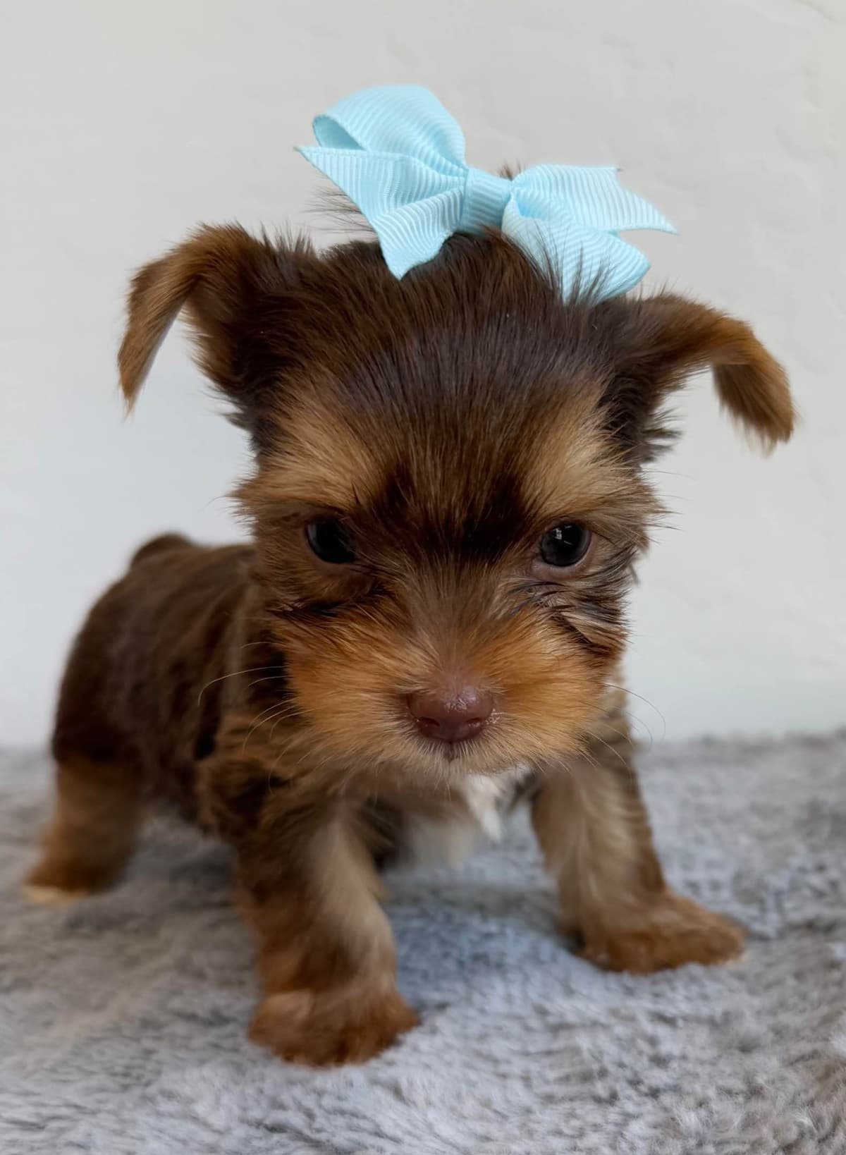 Yorkshire Terrier Puppies breeder image 15