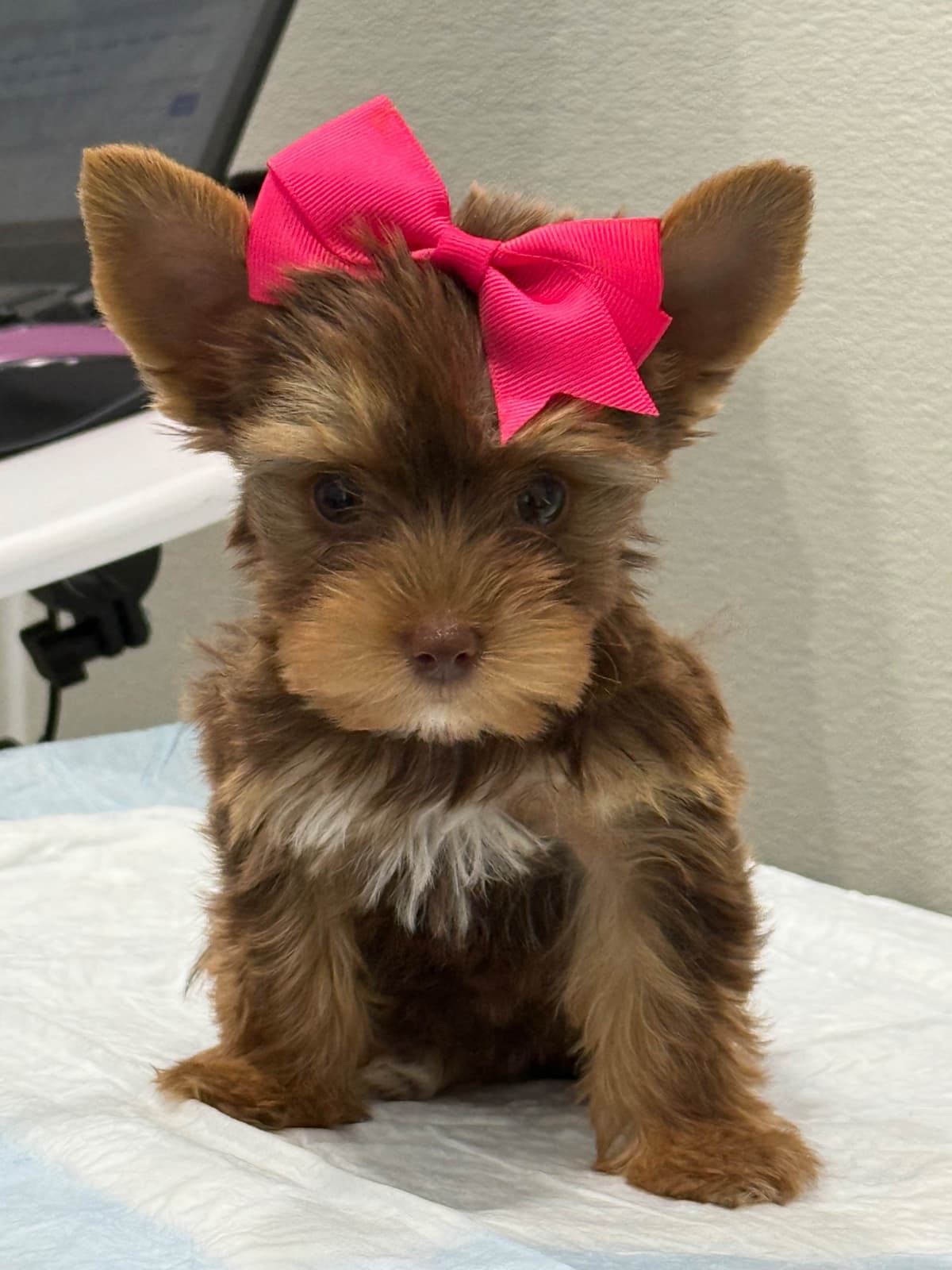 Yorkshire Terrier Puppies breeder image 16