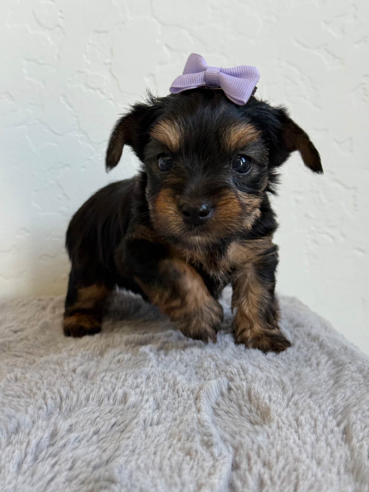 Yorkshire Terrier Puppies breeder image 17