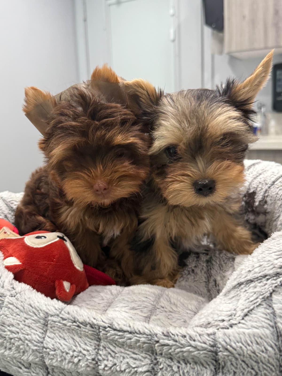 Yorkshire Terrier Puppies breeder image 18