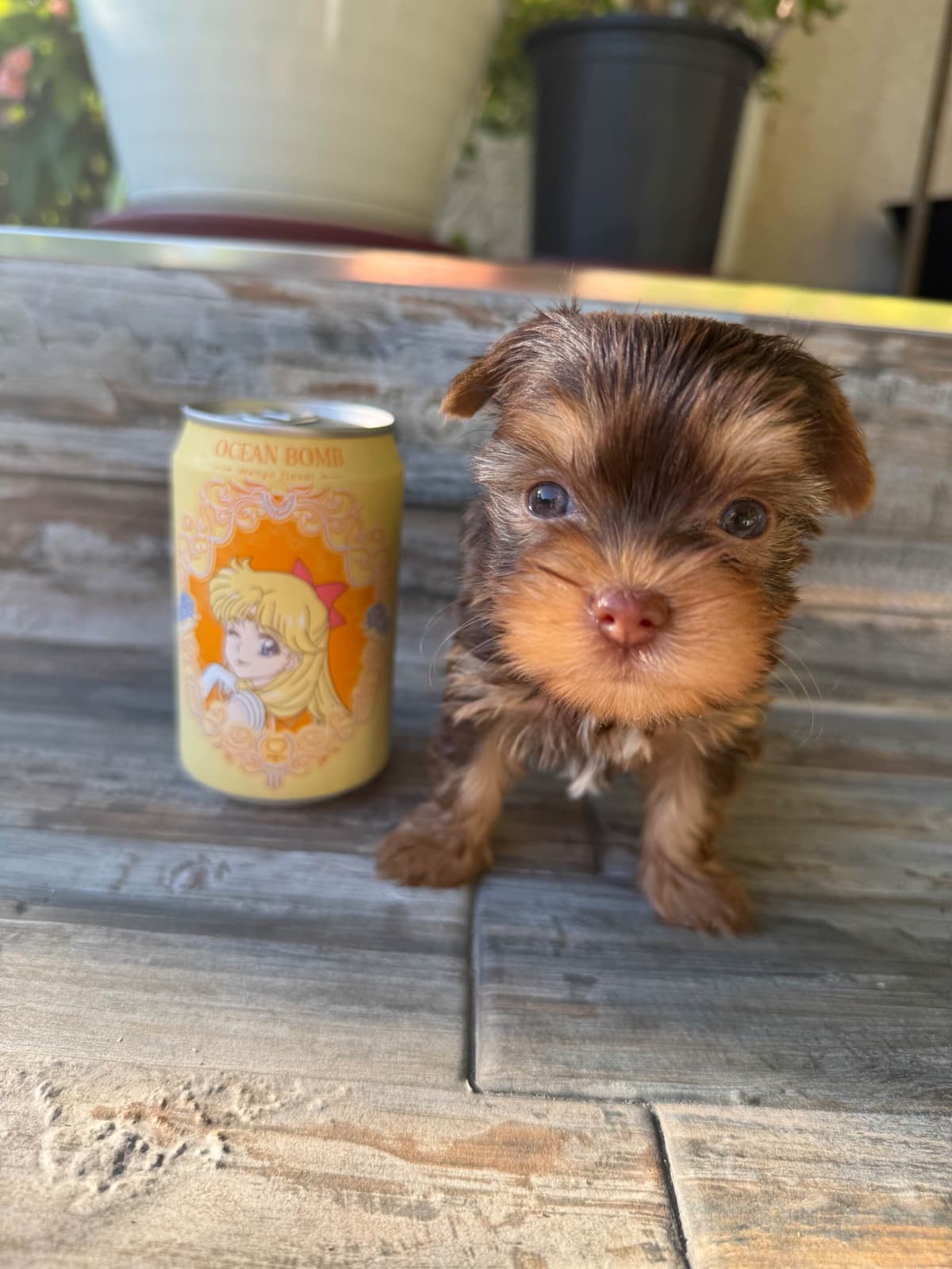 Yorkshire Terrier Puppies breeder image 19