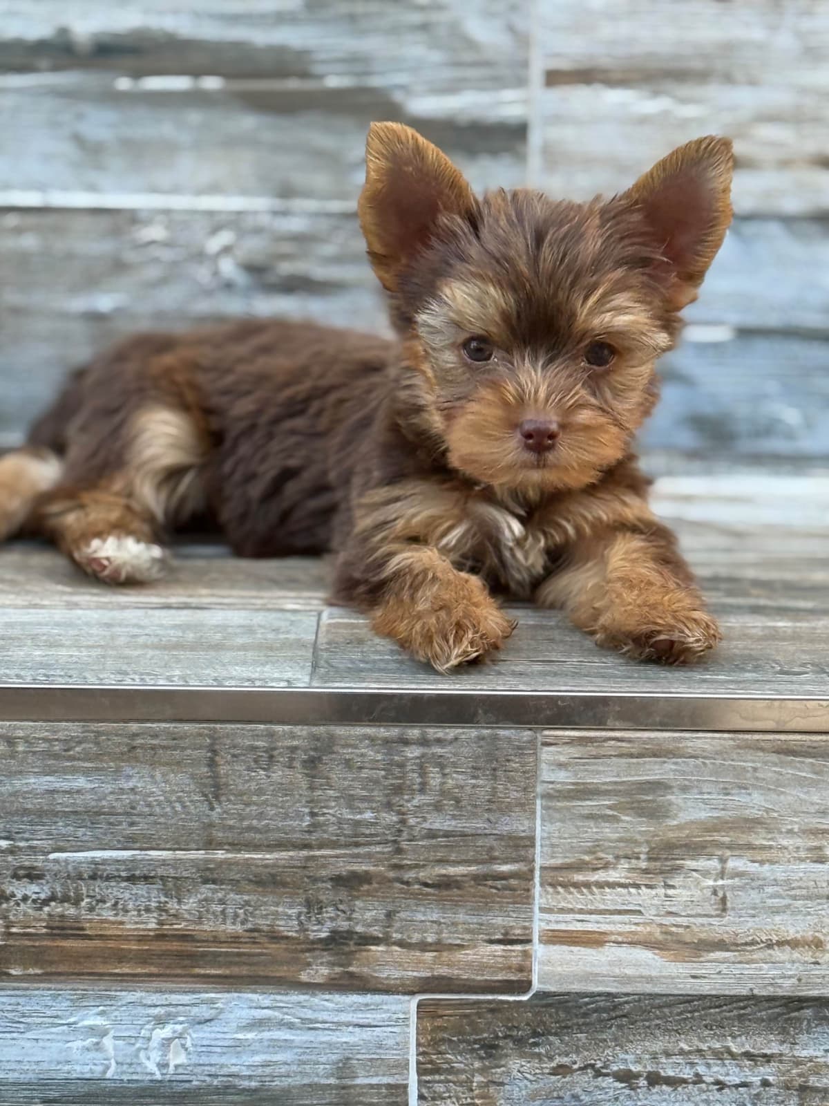 Yorkshire Terrier Puppies breeder image 21