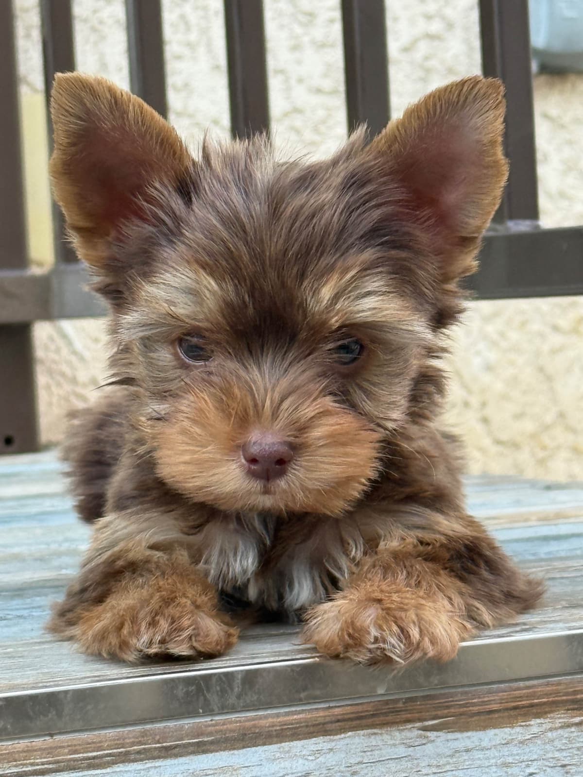 Yorkshire Terrier Puppies breeder image 20