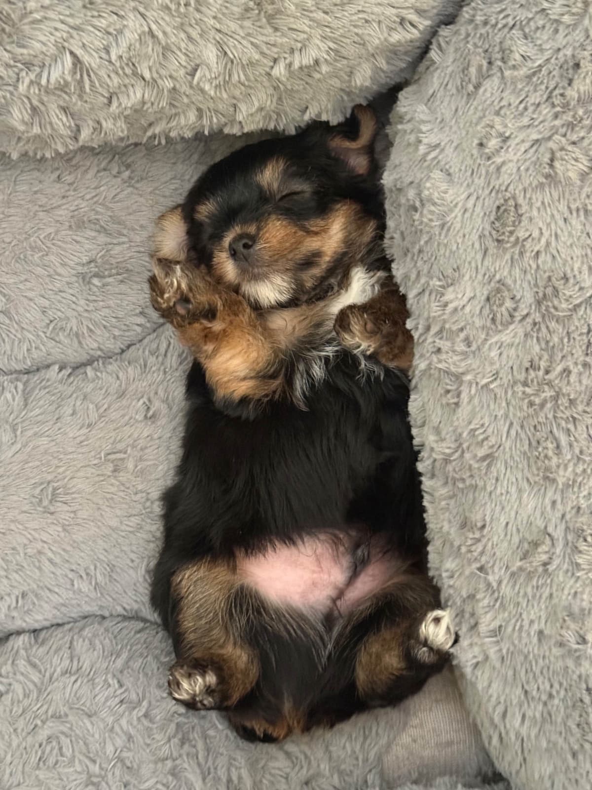 Yorkshire Terrier Puppies breeder image 23