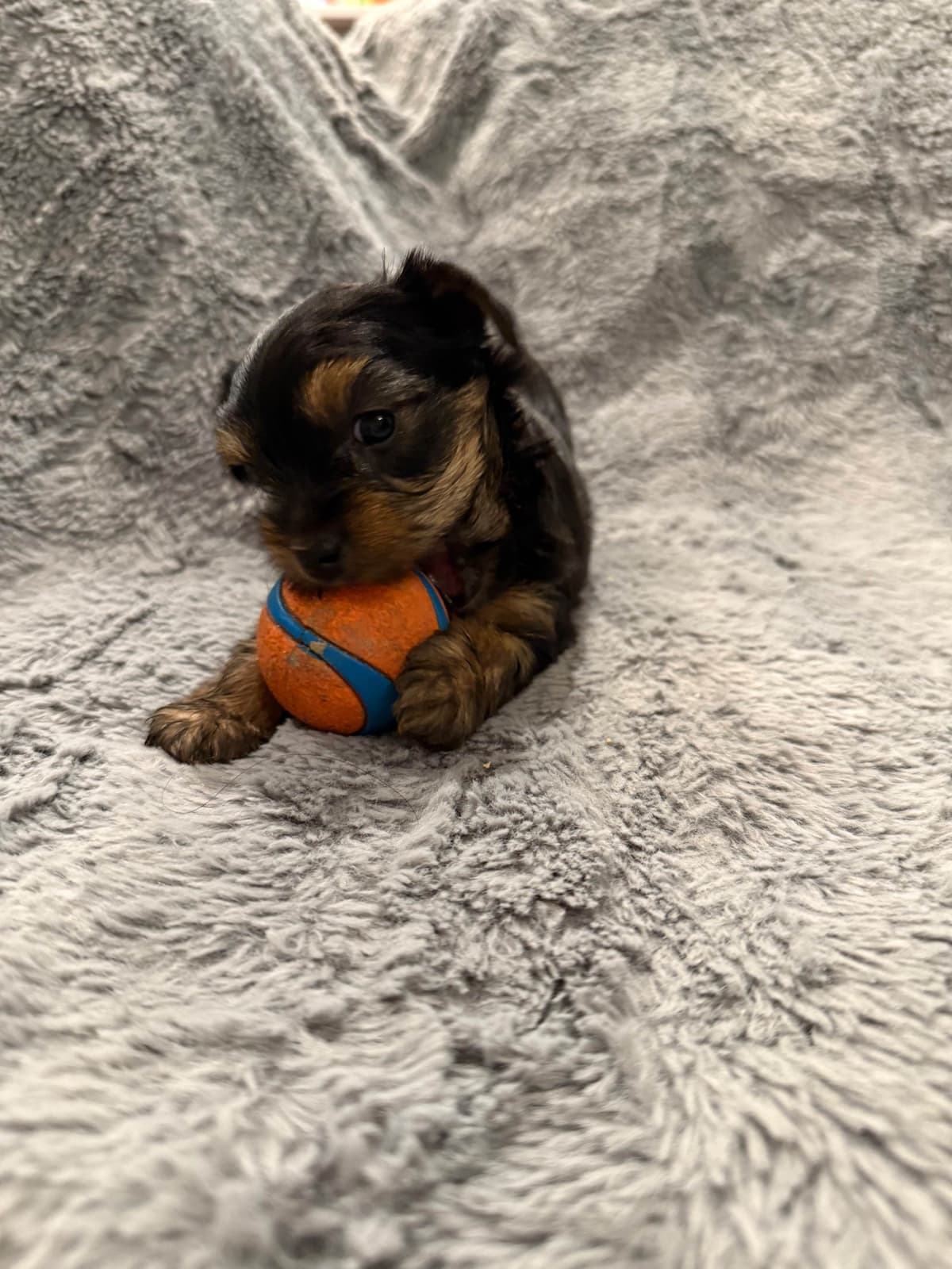 Yorkshire Terrier Puppies breeder image 24