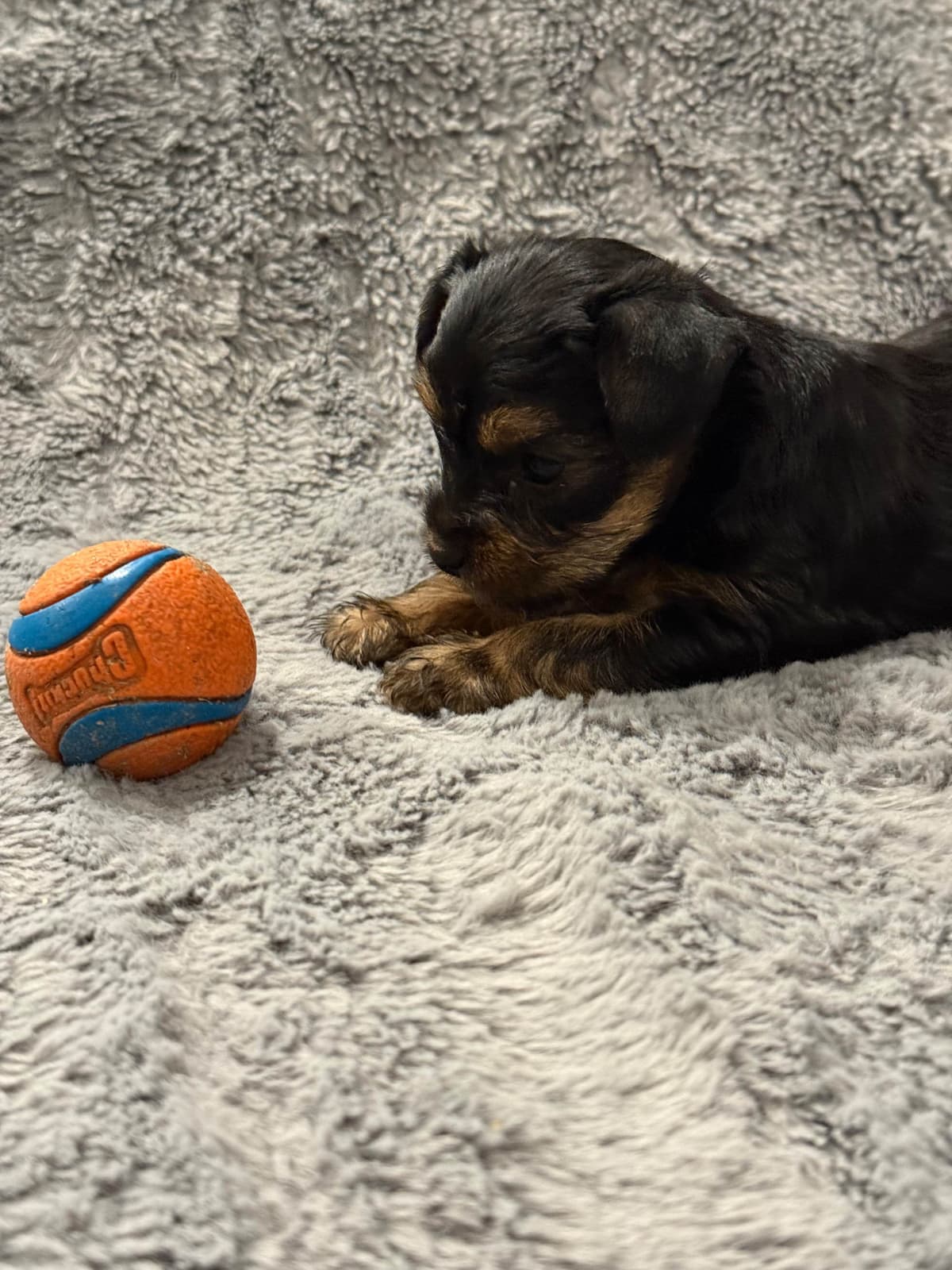 Yorkshire Terrier Puppies breeder image 25
