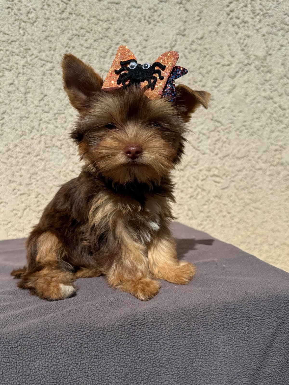 Yorkshire Terrier Puppies breeder image 26