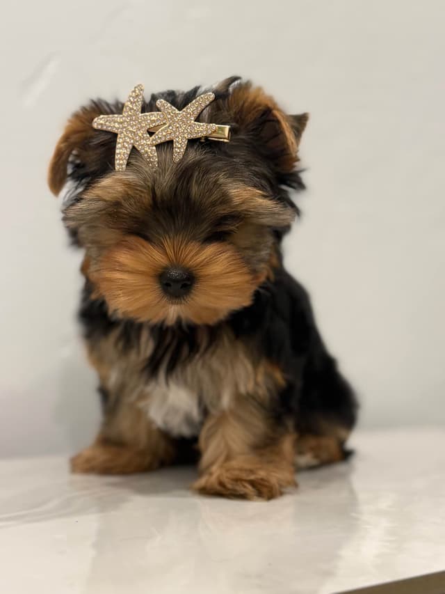 Yorkshire Terrier Puppies media 2